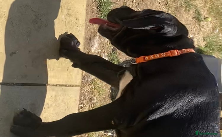 Cane Corso dogs - Advert 1