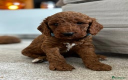 Cockapoo dogs for sale: Beautiful Cockapoo F2 puppies  - Image 11