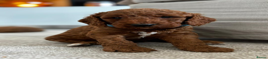 Chocolate boy (blue collar)