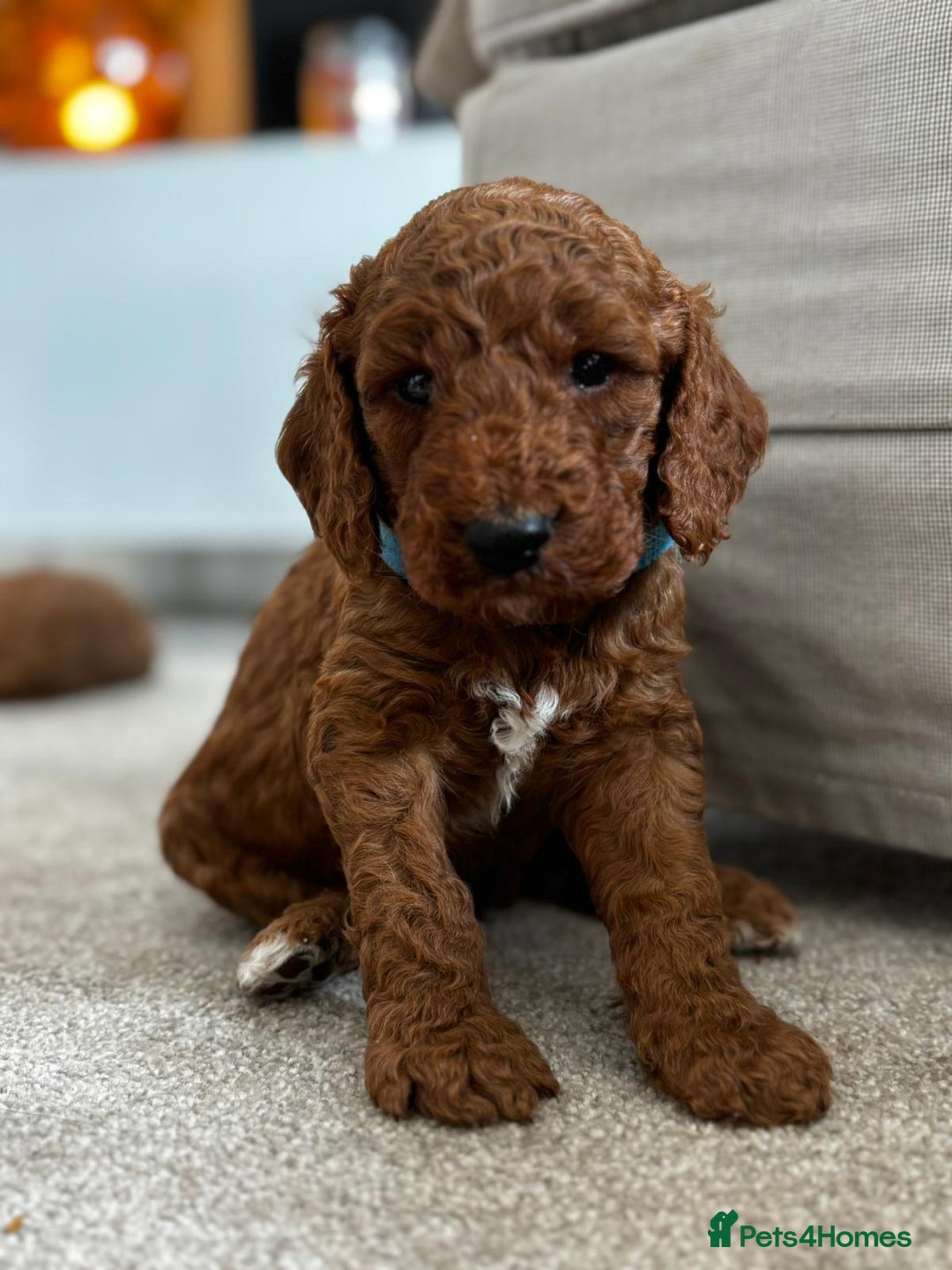 Cockapoo dogs for sale: Beautiful Cockapoo F2 puppies  - Image 11