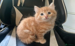 Mixed Breed cats for sale: Five Gorgeous Kittens available now ! - Image 4