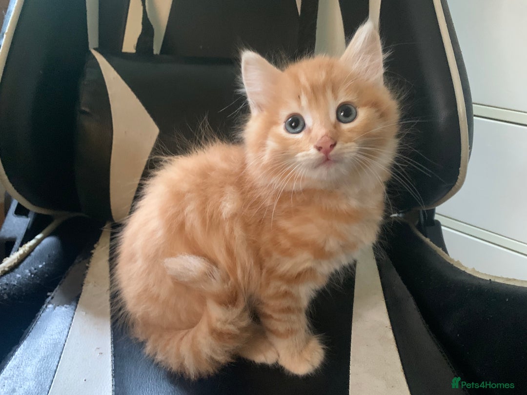 Mixed Breed cats for sale: Five Gorgeous Kittens available now ! - Image 4