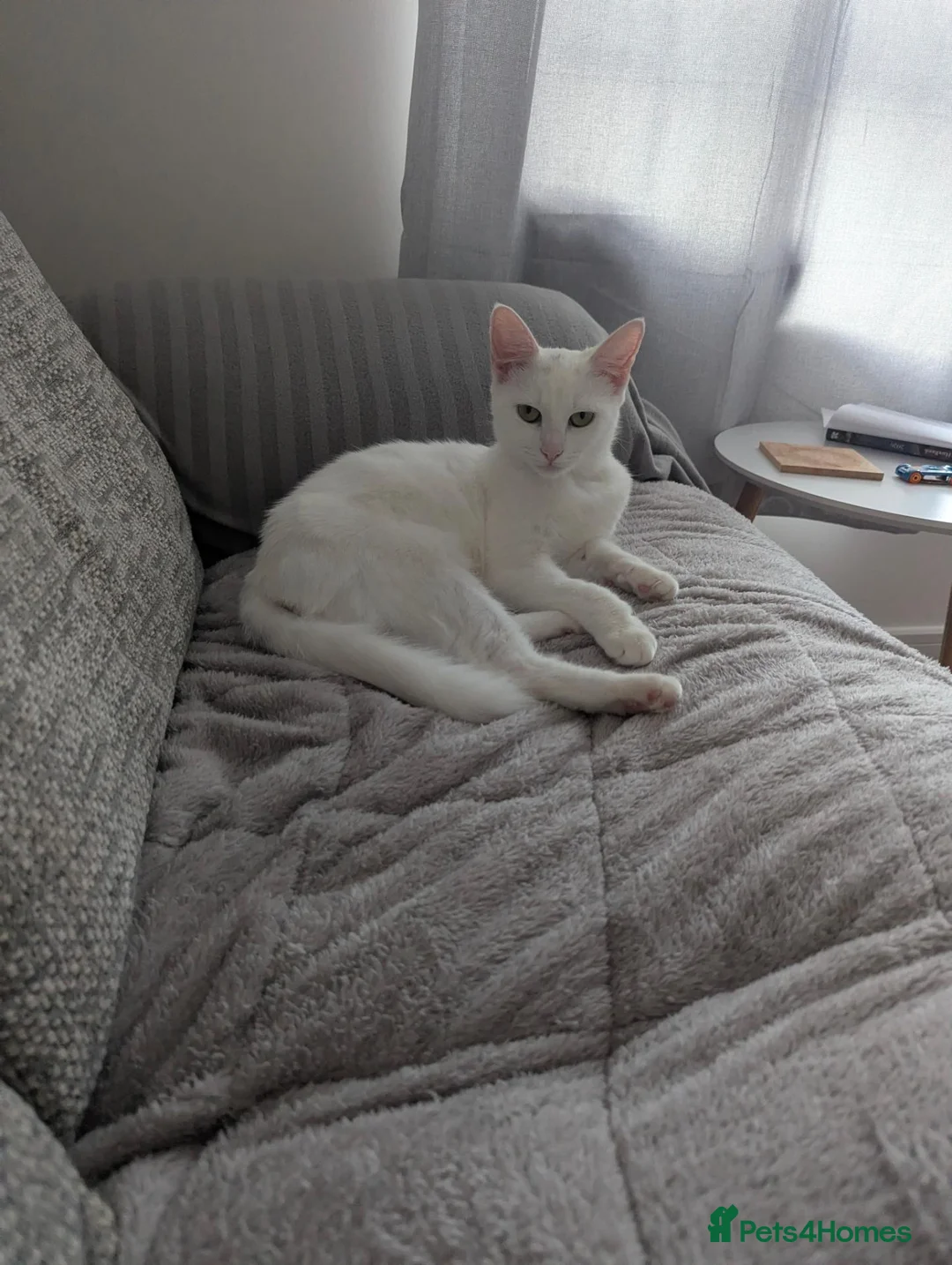 Domestic Shorthair cats for sale: Rio!🏖️⛱️ in Exeter - Advert 2