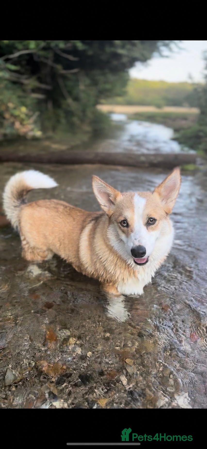 Welsh Corgi Pembroke dogs 4 Stunning KC Registered Pembroke Corgi Boys  - Advert 2