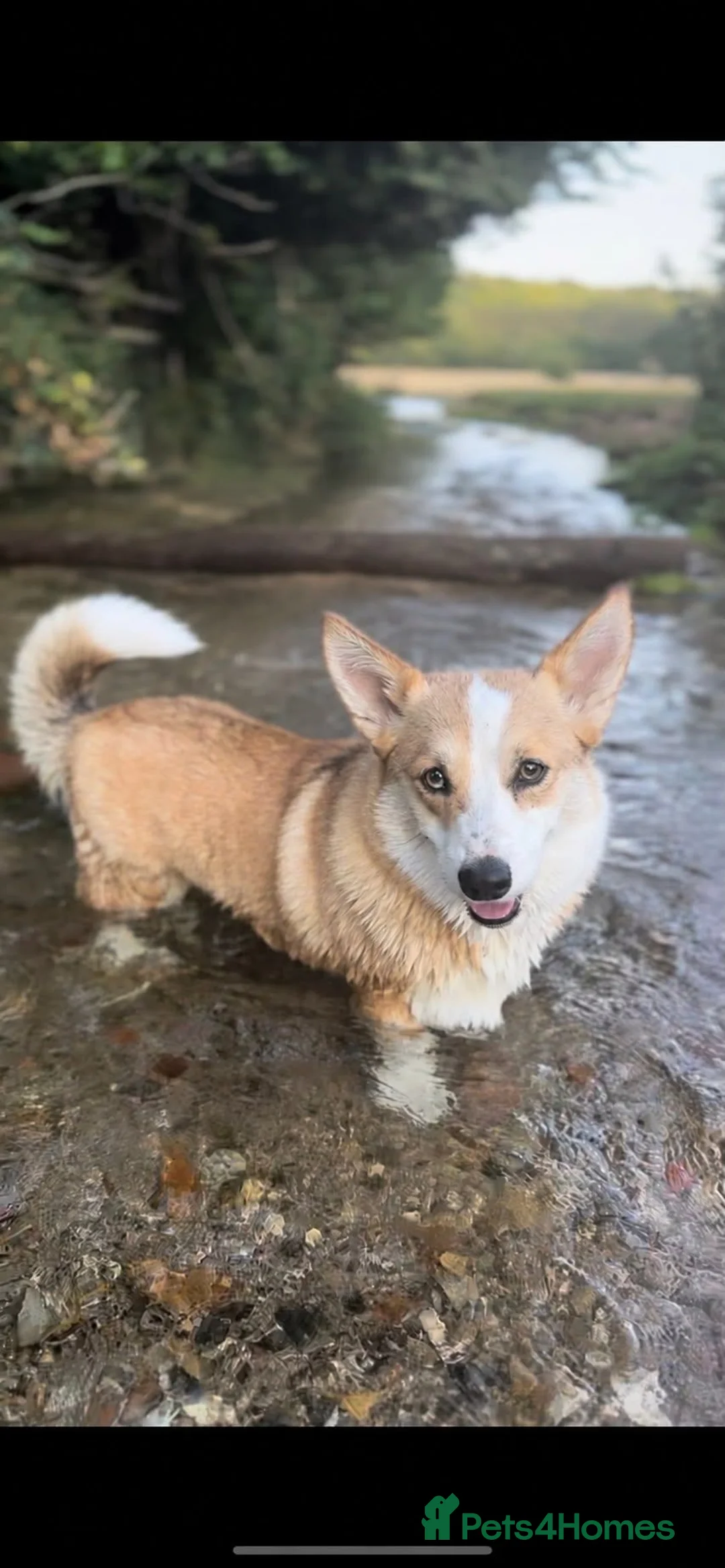 Welsh Corgi Pembroke dogs for sale: 4 Stunning KC Registered Pembroke Corgi Boys  in Marlow - Advert 1