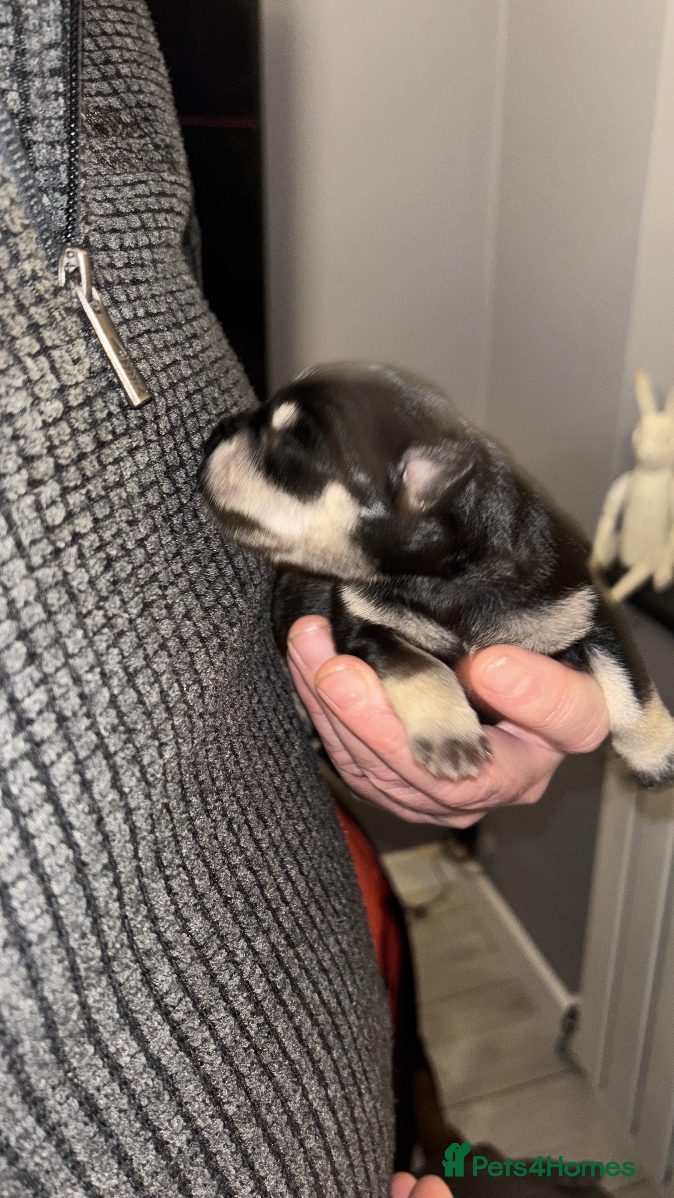 Miniature Schnauzer dogs Long awaited Miltonminis - Advert 1