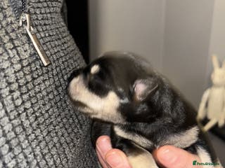 Miniature Schnauzer dogs Long awaited Miltonminis - Advert 1