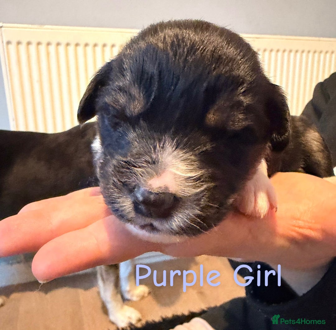 Mixed Breed dogs for sale: Border collie mix pups - Advert 8