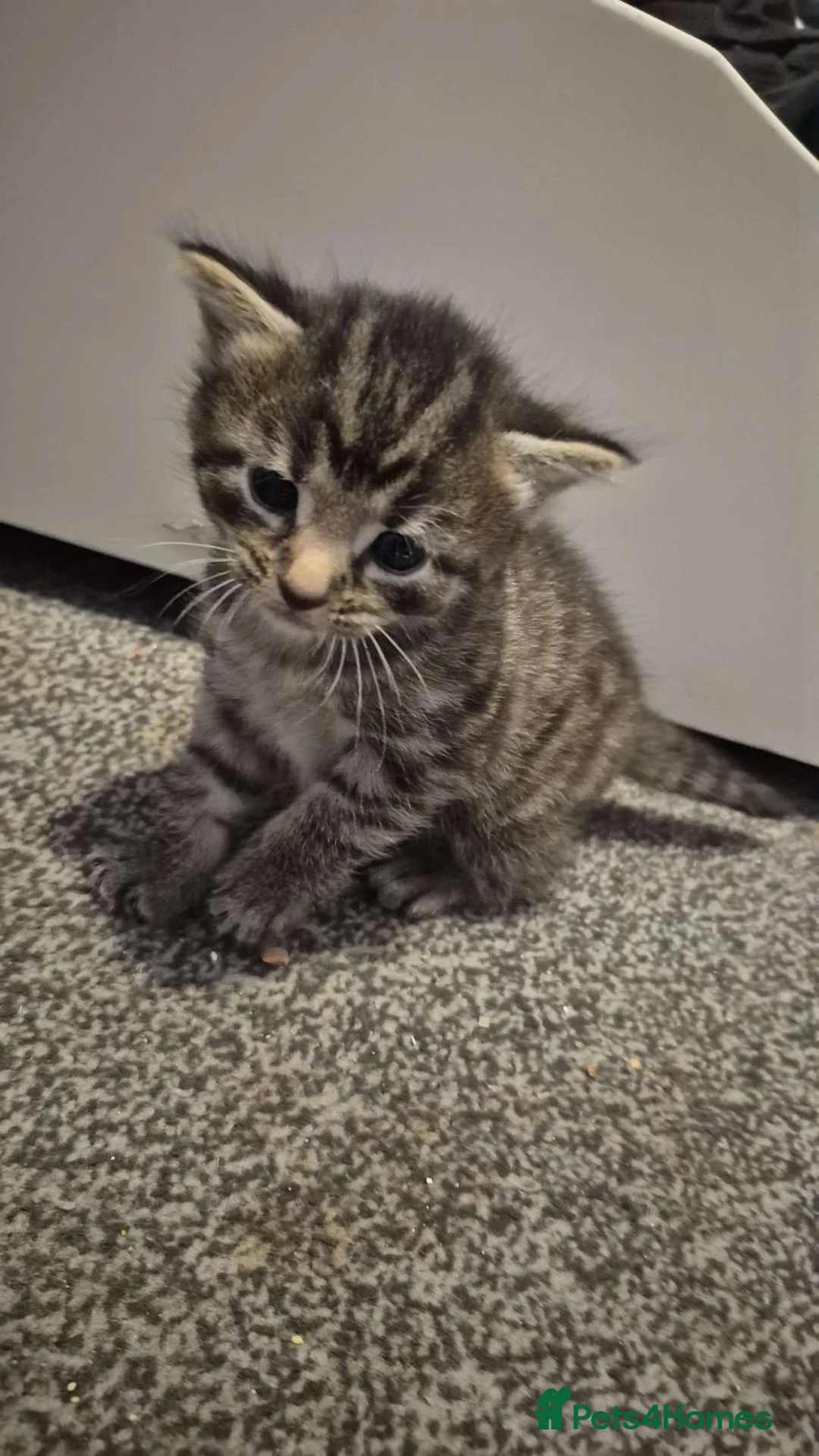 Mixed Breed cats for sale: 1 male and 1 female kitten  - Advert 9
