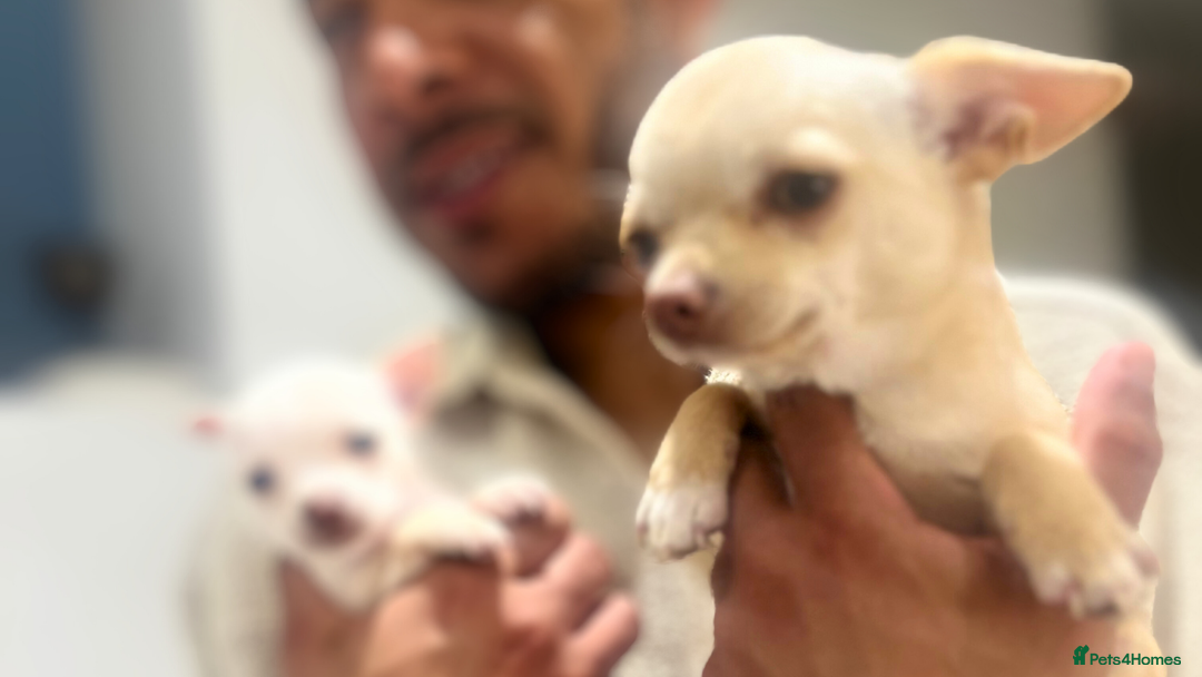 Chihuahua dogs for sale: Ain’t Nothin’ But a Pup Thang” – Meet Snoop in Hove - Image 1