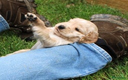 Cocker Spaniel dogs for sale: KC registered Cocker Spaniel puppies - Image 14