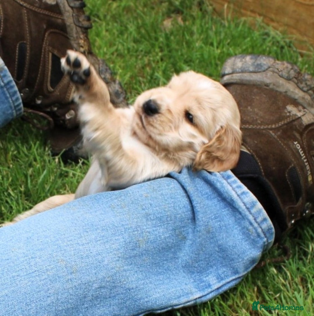 Cocker Spaniel dogs for sale: KC registered Cocker Spaniel puppies - Image 14