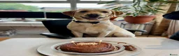 Labrador Retriever dogs for stud: Handsome Yellow Labrador - 5 Generation Pedigree - Advert 1