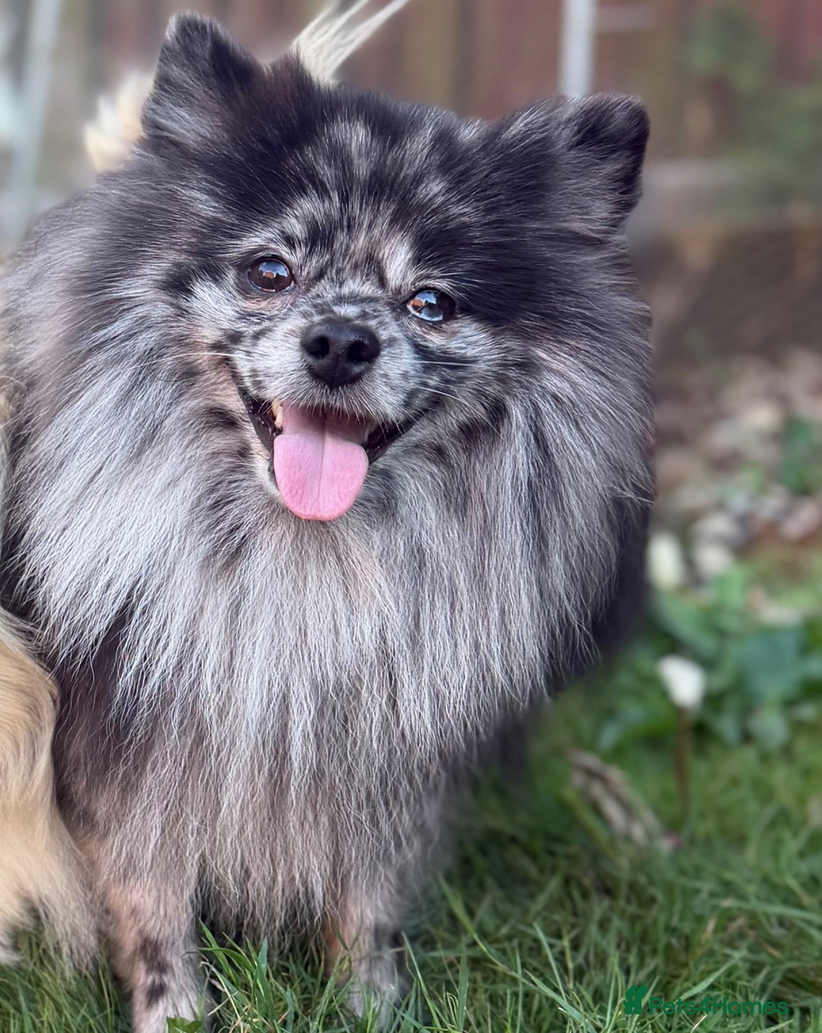 Pomeranian dogs Stunning Champion Russian Pomeranian–Black&Silver - Advert 13