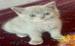 British Shorthair cats for sale: Gorgeous British Shorthair Kittens - Image 4