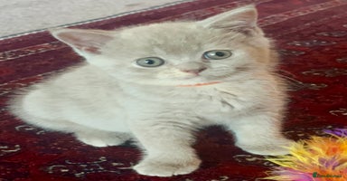 British Shorthair cats - Advert 15