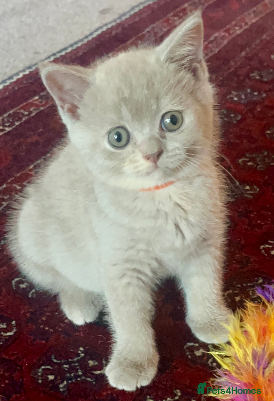 British Shorthair cats for sale: Gorgeous British Shorthair Kittens - Image 4