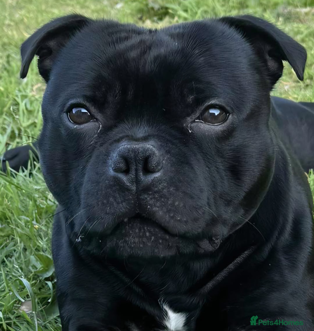 Staffordshire Bull Terrier dogs for stud: **OUTSTANDING**KC REGISTERED**MAXIMUS** - Advert 15