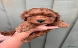 Cockapoo dogs for sale: ❤️ Tiny Deep Red Miniature F1b Cockapoo Pup's  - Image 28