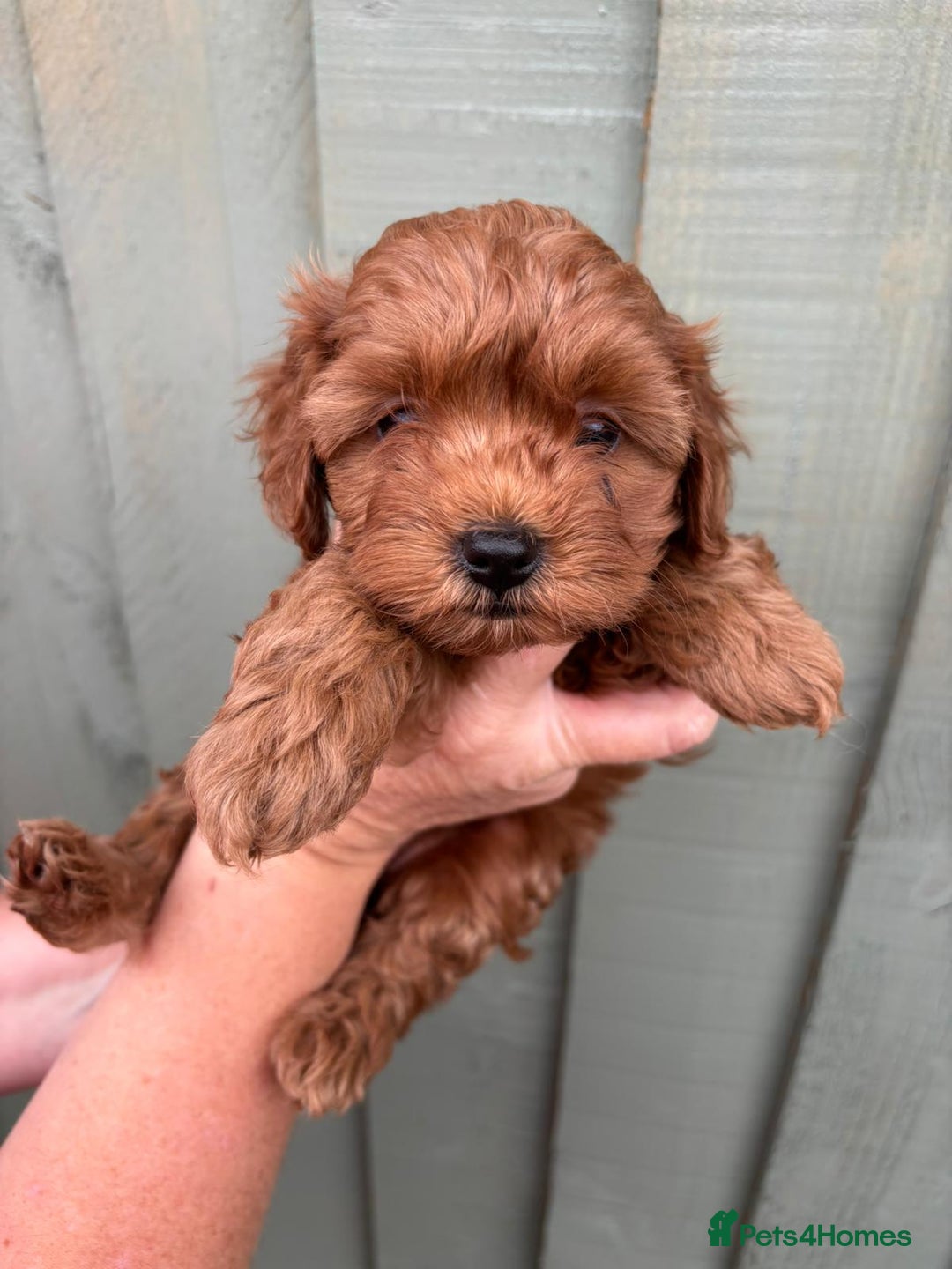 Cockapoo dogs for sale: ❤️ Tiny Deep Red Miniature F1b Cockapoo Pup's  - Image 28