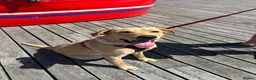 Labrador Retriever dogs for stud: Buddy  - Advert 3