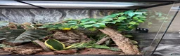 Gecko reptiles for sale: Mniarogekko chahoua full set up  - Advert 5