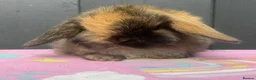 Mini Lop rabbits for sale: Pure bred pedigreed baby mini lops  - Advert 18