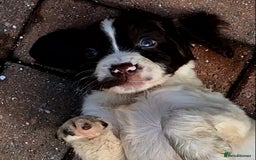 Sprocker dogs for sale: Beautiful sprocker pups  - Image 2