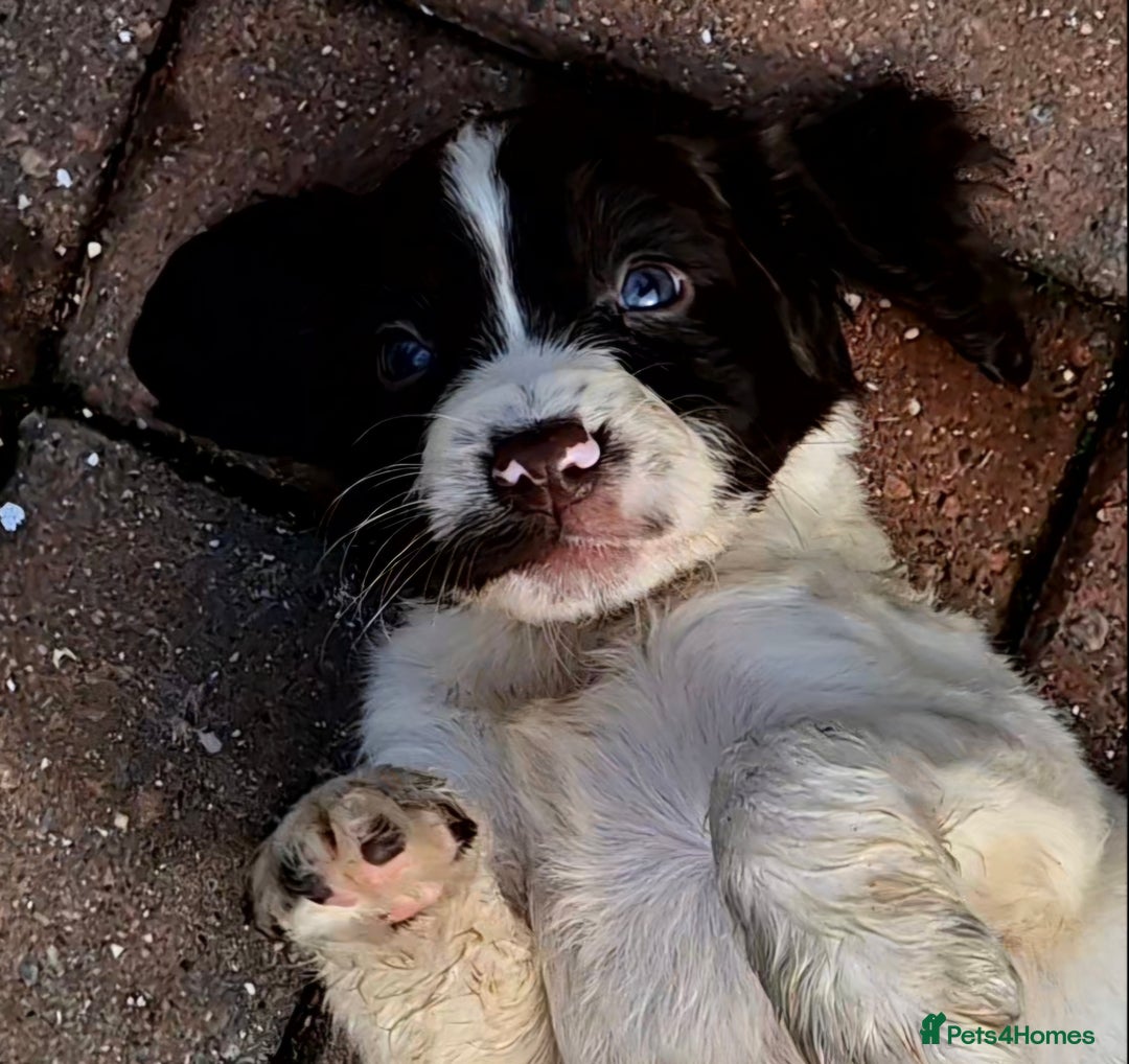 Sprocker dogs for sale: Beautiful sprocker pups  - Image 2