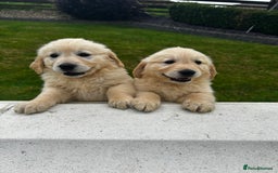 Golden Retriever dogs for sale: Stunning Golden Retriever Pups - Image 3