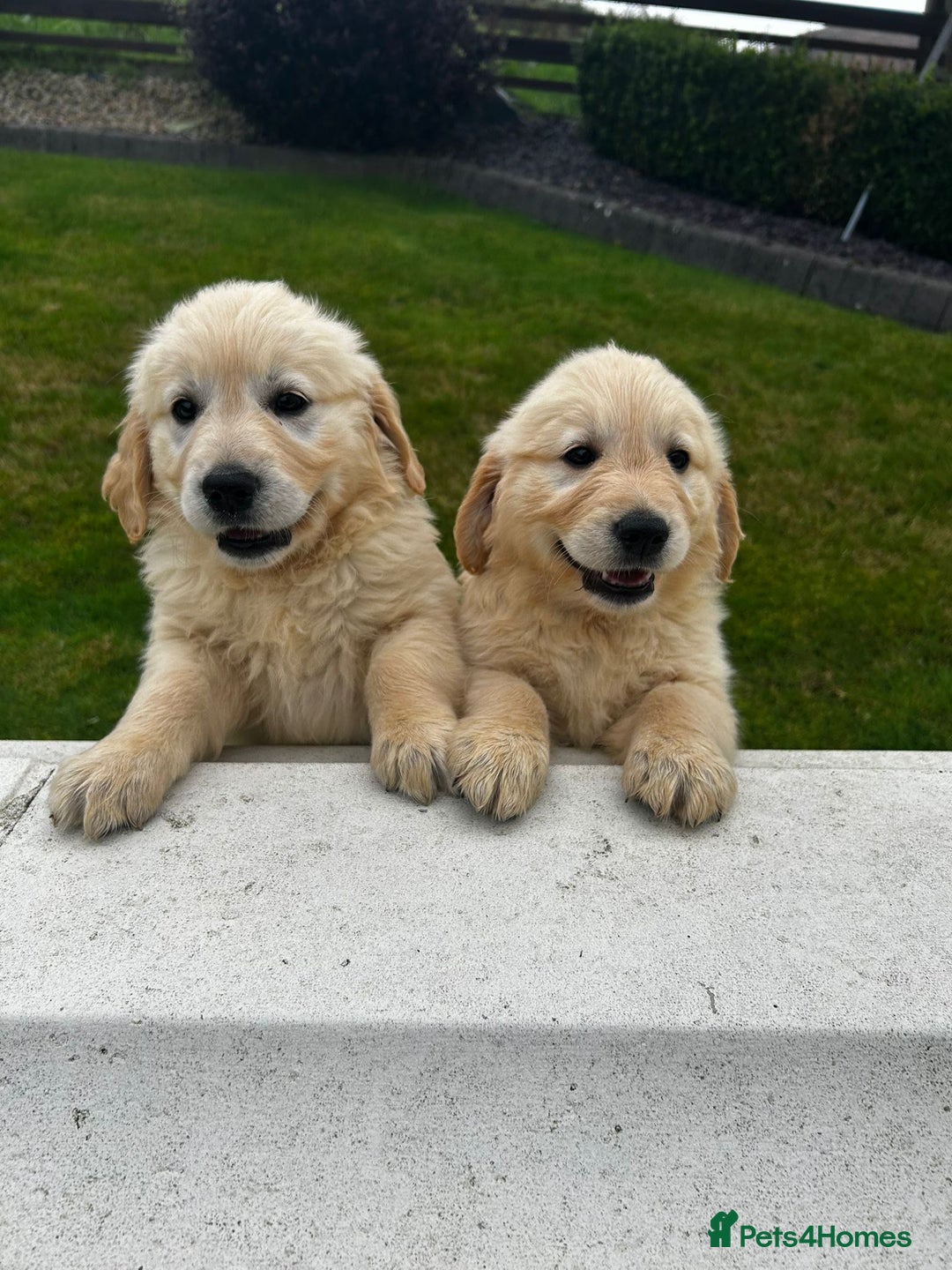 Golden Retriever dogs for sale: Stunning Golden Retriever Pups - Image 3