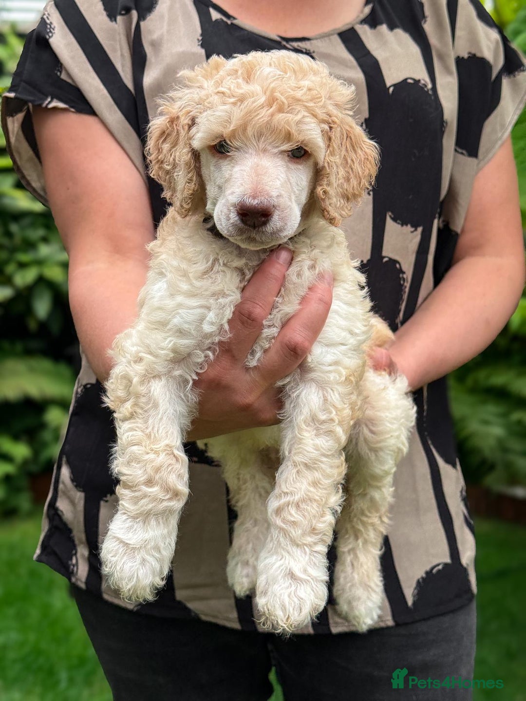 Standard Poodle dogs for sale: Standard Poodle Puppies Looking for Their Families - Image 17
