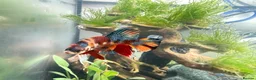Bettas fish for sale: Betta fish and 2x fish tanks for sale - Advert 2