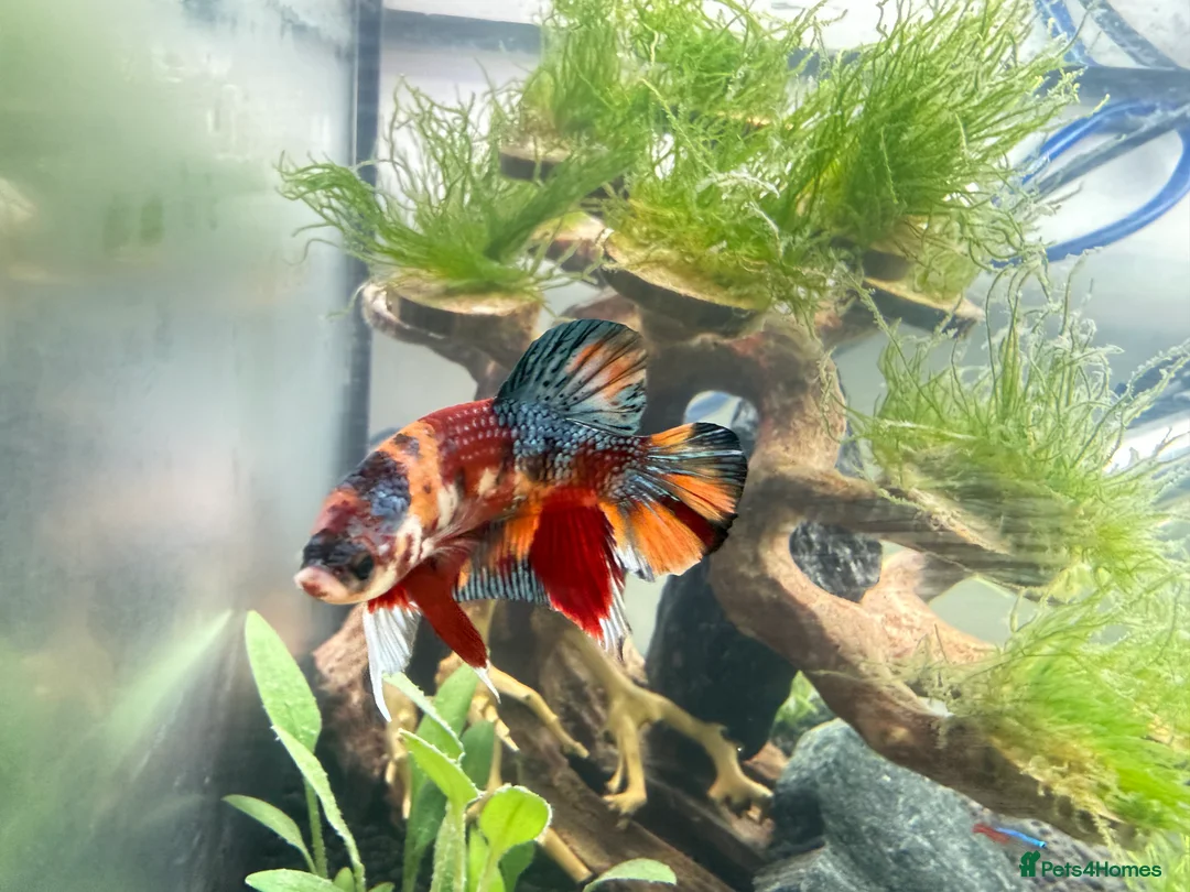 Bettas fish for sale: Betta fish and 2x fish tanks for sale - Advert 2