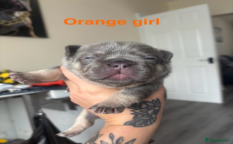 French Bulldog dogs - Advert 14