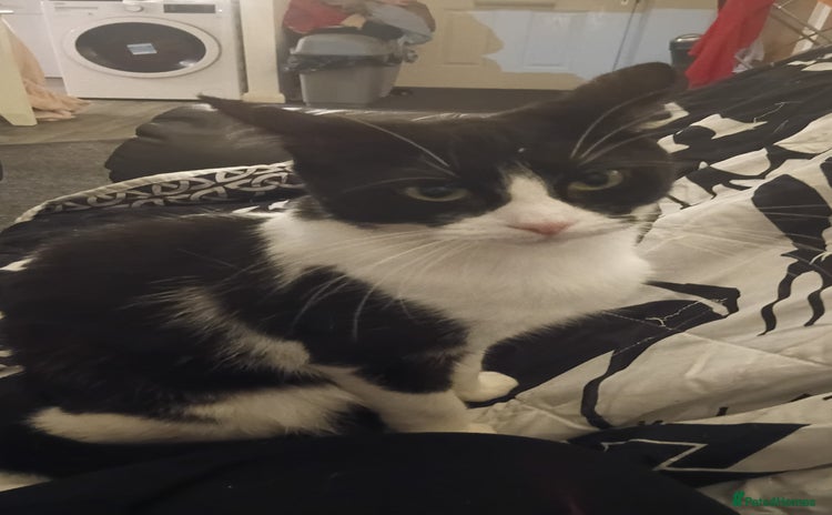 Mixed Breed cats 1 year old kitten for sale - Advert 9