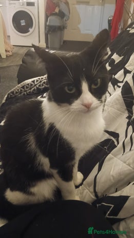 Mixed Breed cats 1 year old kitten for sale - Advert 9