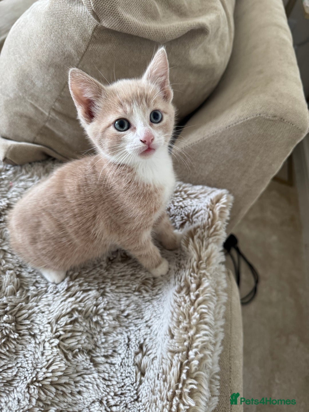 Mixed Breed cats for sale: 3 kittens for sale - Image 2