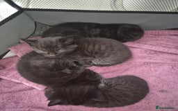 Mixed Breed cats for sale: Beautiful mixed kittens  - Image 3