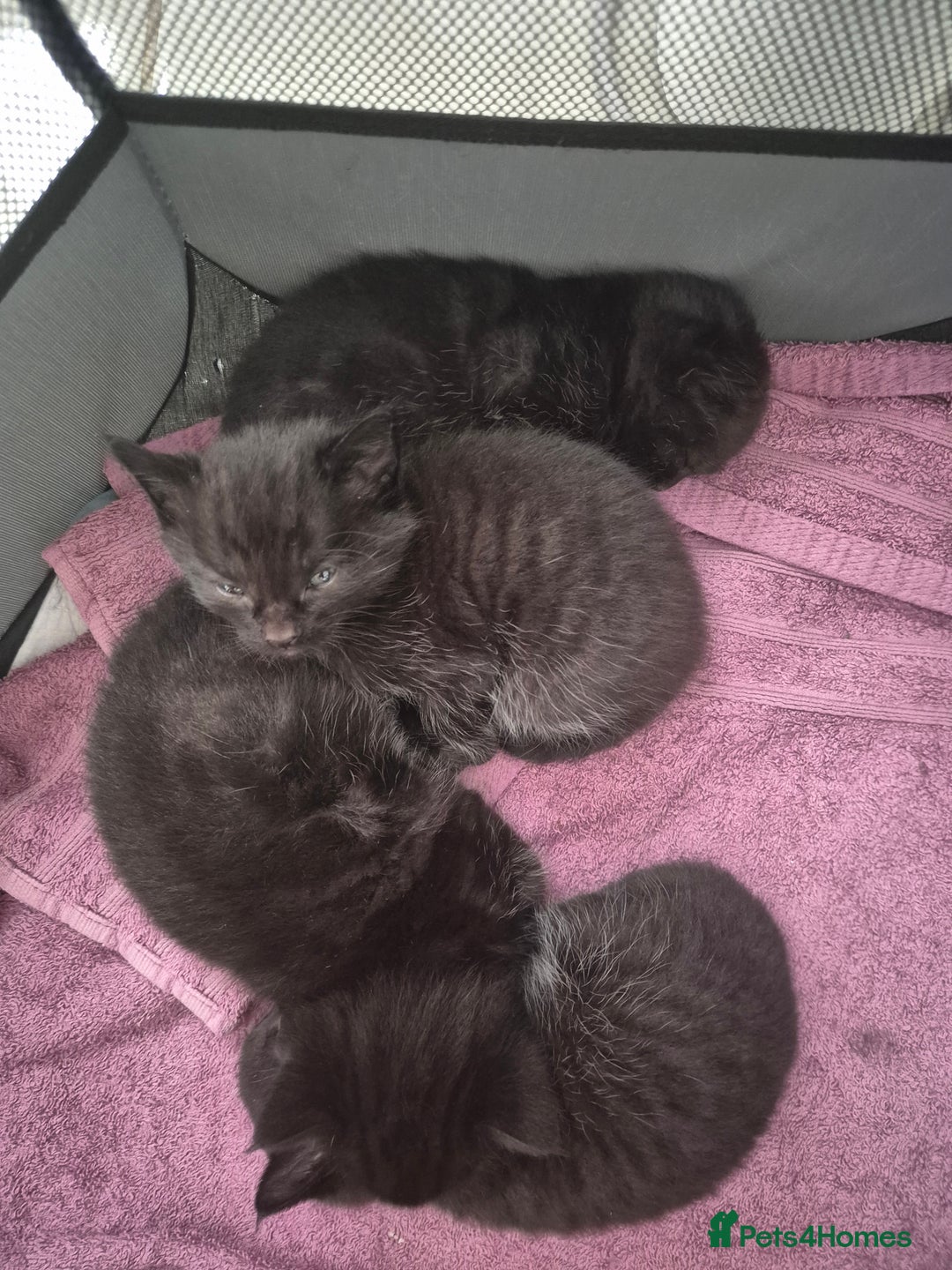 Mixed Breed cats for sale: Beautiful mixed kittens  - Image 3