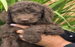 Sproodle dogs for sale: Gorgeous Chocolate Sproodle Puppies - Image 9