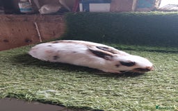 Mini Lop rabbits for sale: mini lop  - Image 1
