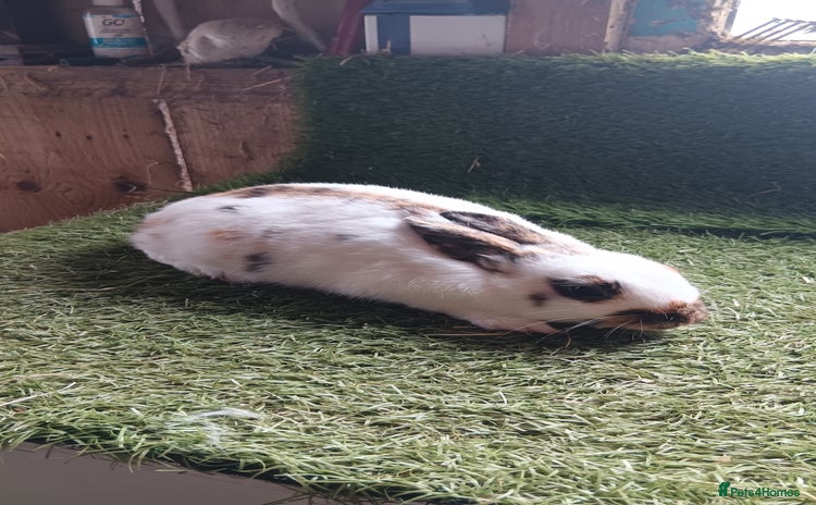 Mini Lop rabbits - Advert 16