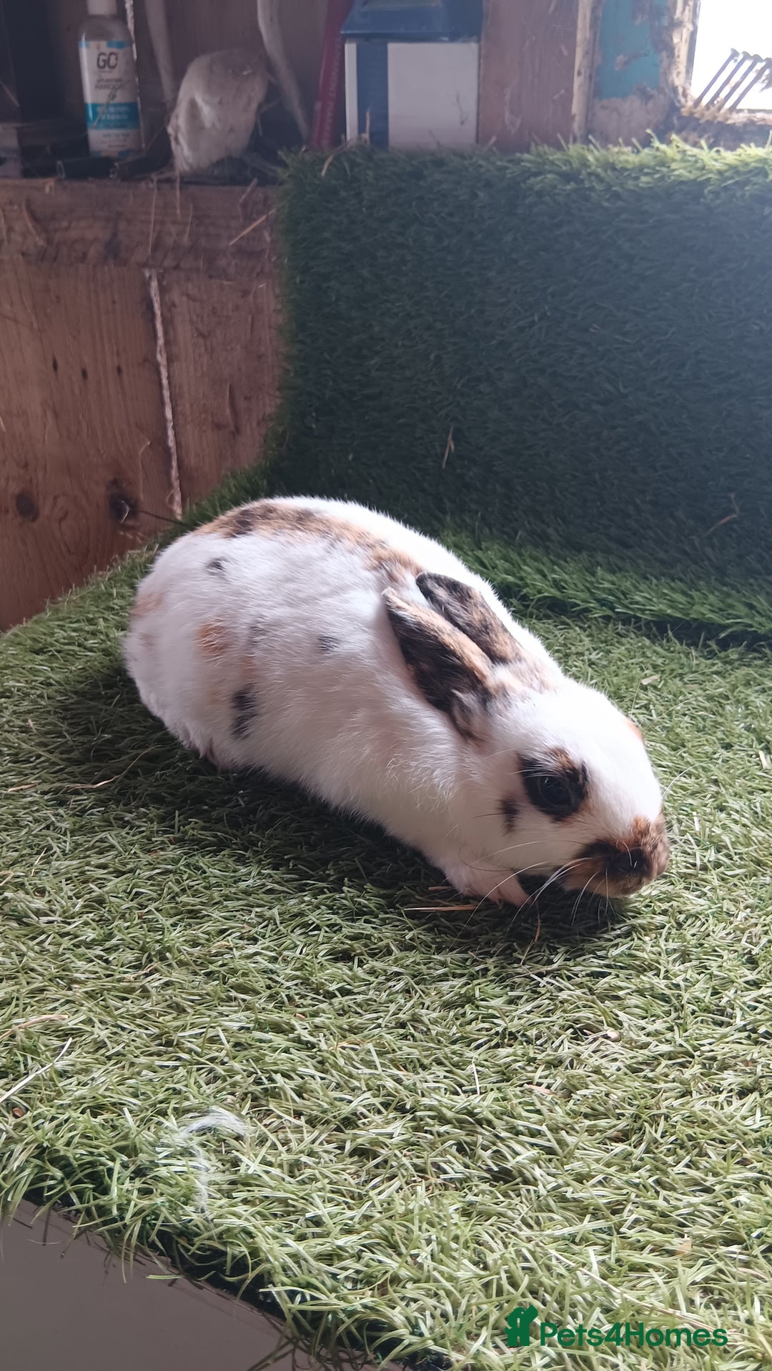 Mini Lop rabbits for sale: mini lop  - Image 1