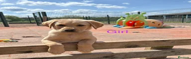 Labrador Retriever Puppy 6