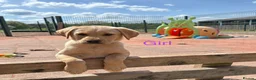 Labrador Retriever dogs for sale: Gorgeous Yellow KC Labs - Advert 18