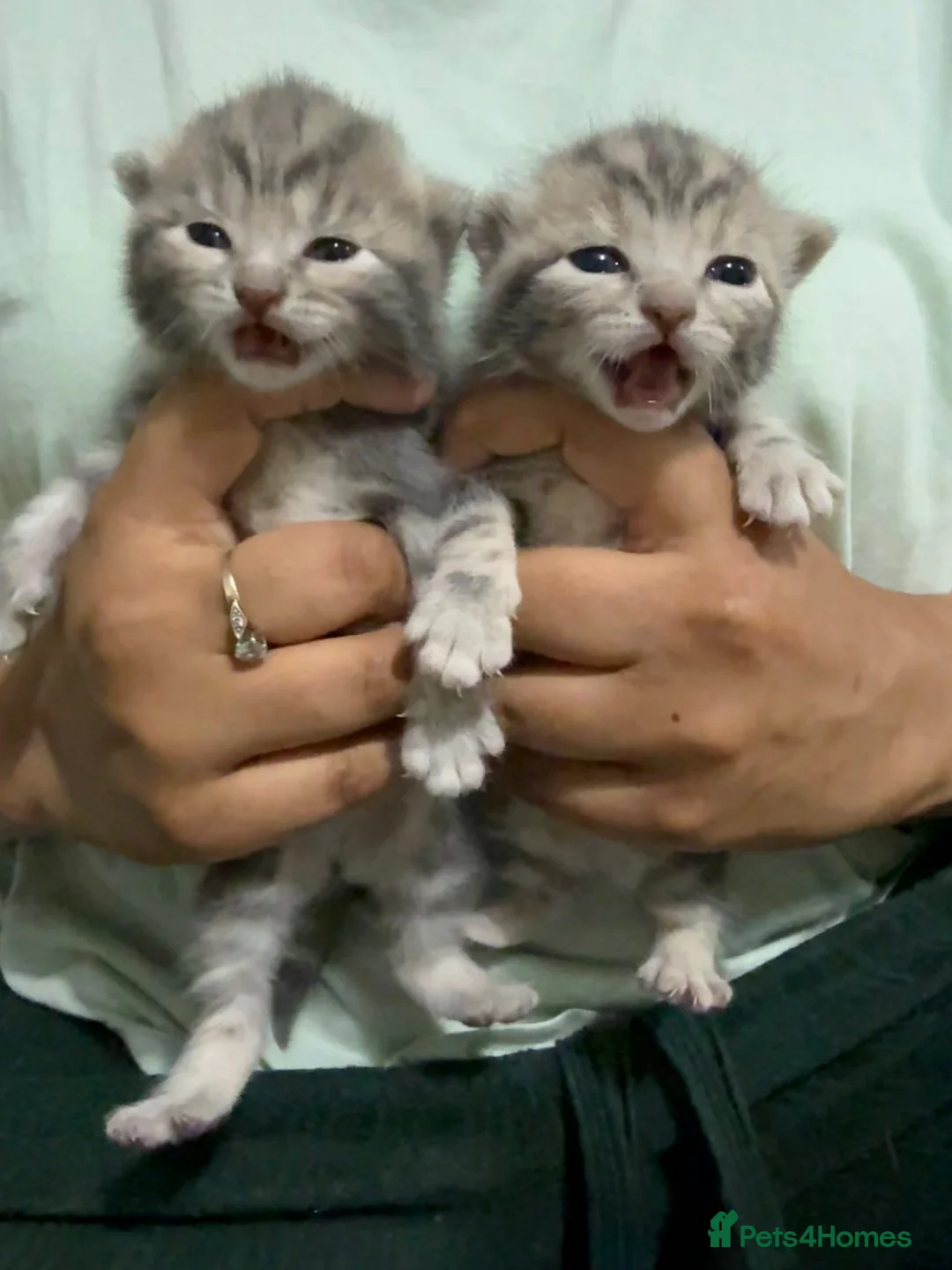 British Shorthair cats for sale: Lambo, special point British shorthair  - Advert 15