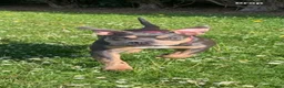 American Bully dogs for sale: Coco nearly 7 months. Beautiful girl.  - Advert 1