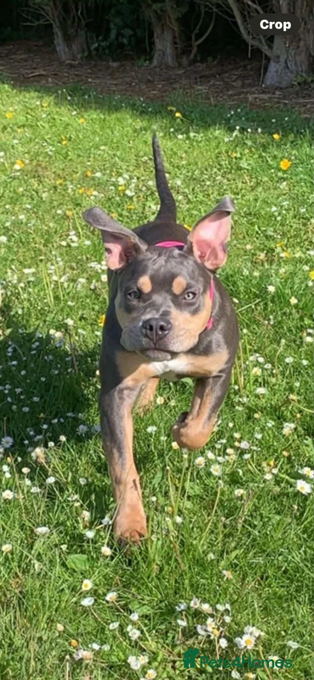 American Bully dogs for sale: Coco nearly 7 months. Beautiful girl.  - Advert 1