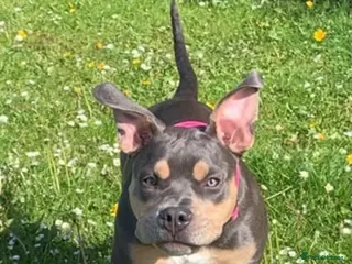 American Bully dogs Coco nearly 7 months. Beautiful girl. - Advert 1